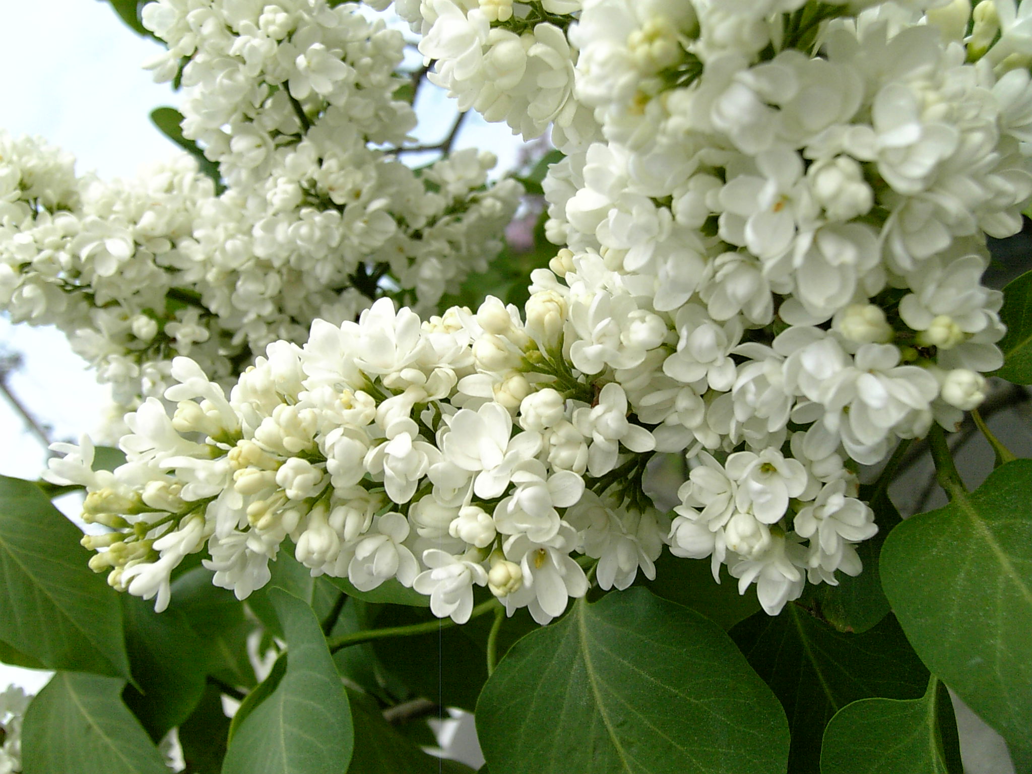 紫色ライラックと白ライラックの八重 花 野菜 ハーブ等の日記