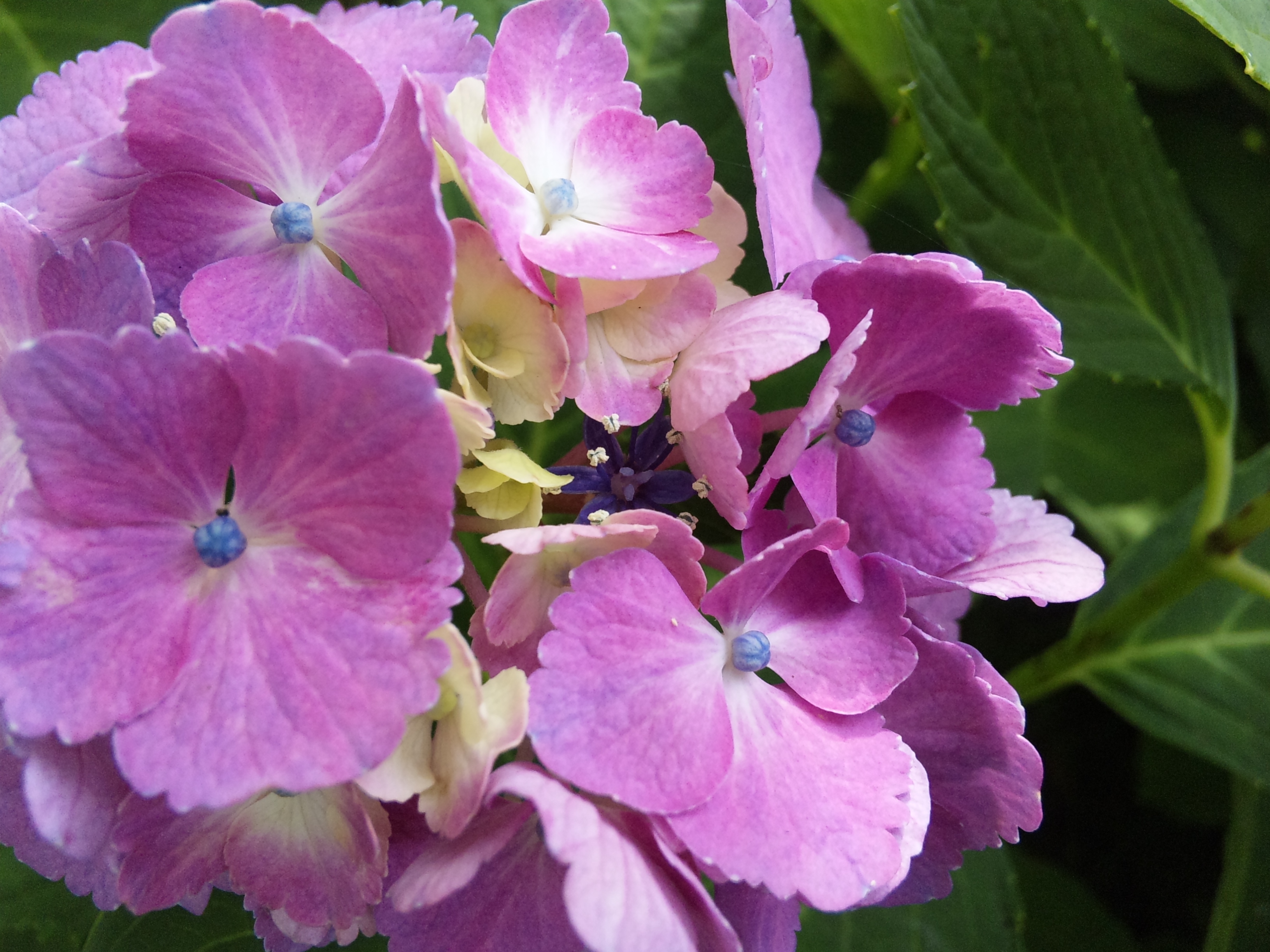 珍しい白の紫陽花とピンクの紫陽花 花 野菜 ハーブ等の日記