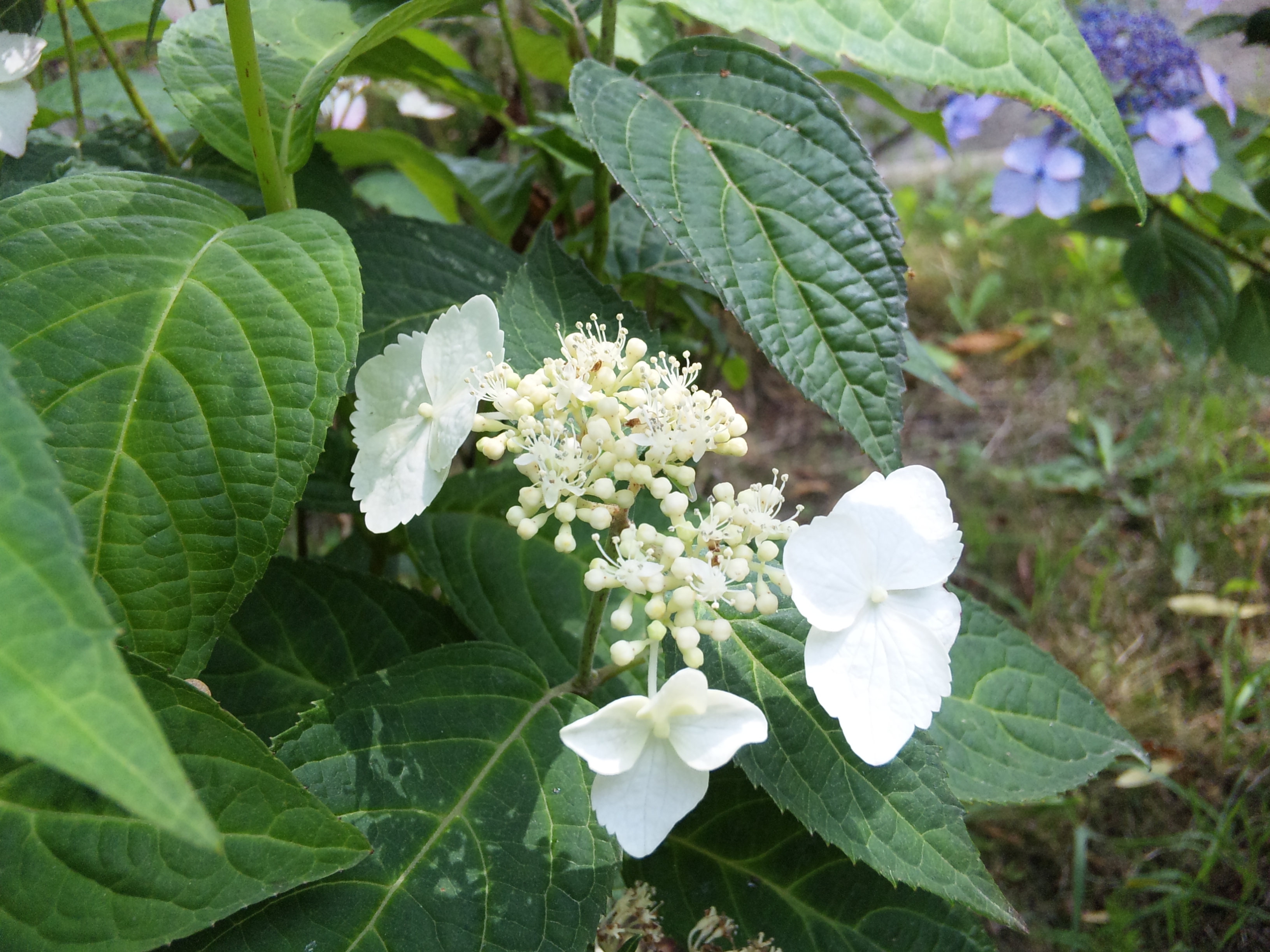 珍しい白の紫陽花とピンクの紫陽花 花 野菜 ハーブ等の日記