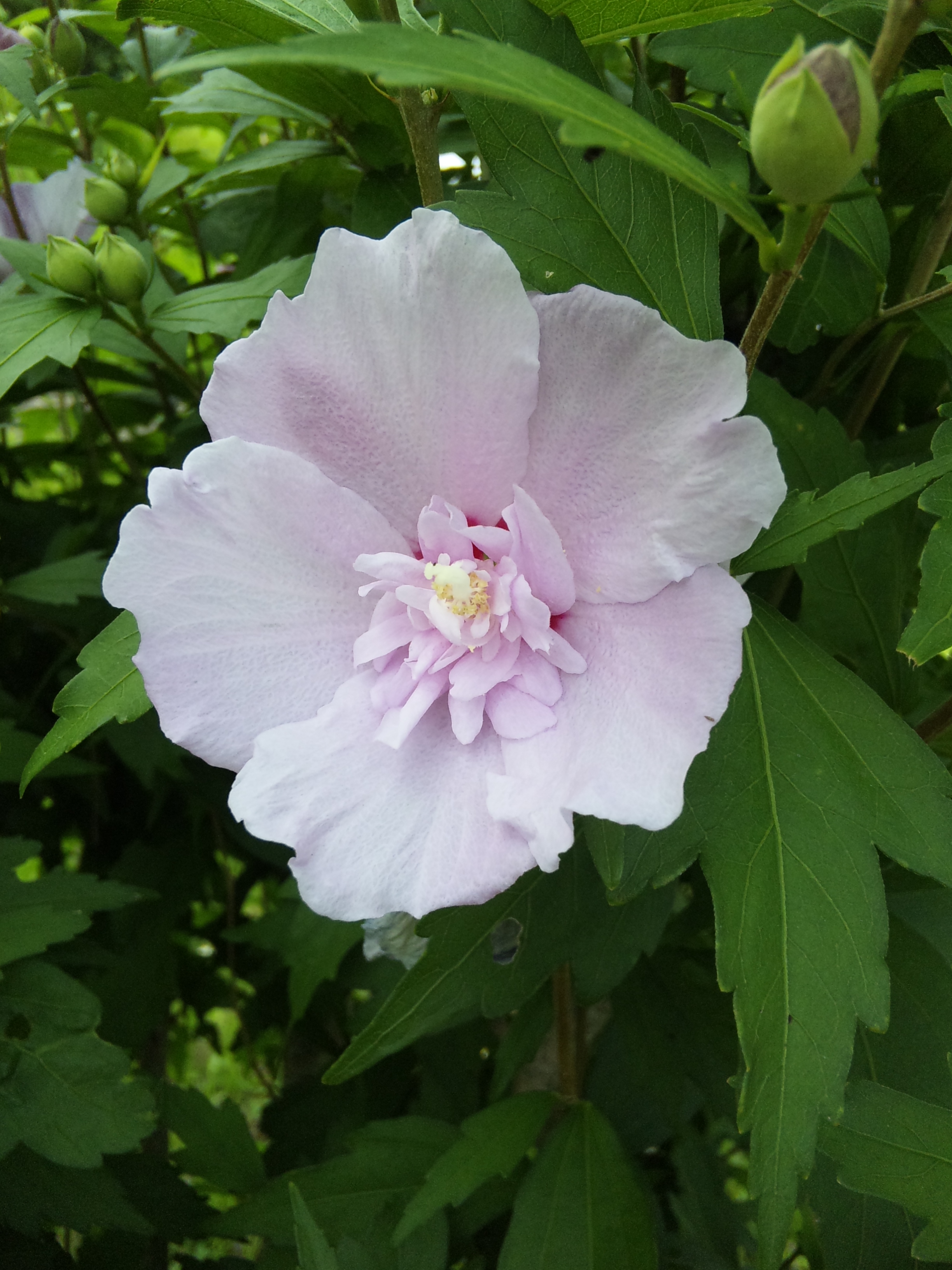 むくげ 木槿 の種類はいろいろ 花 野菜 ハーブ等の日記