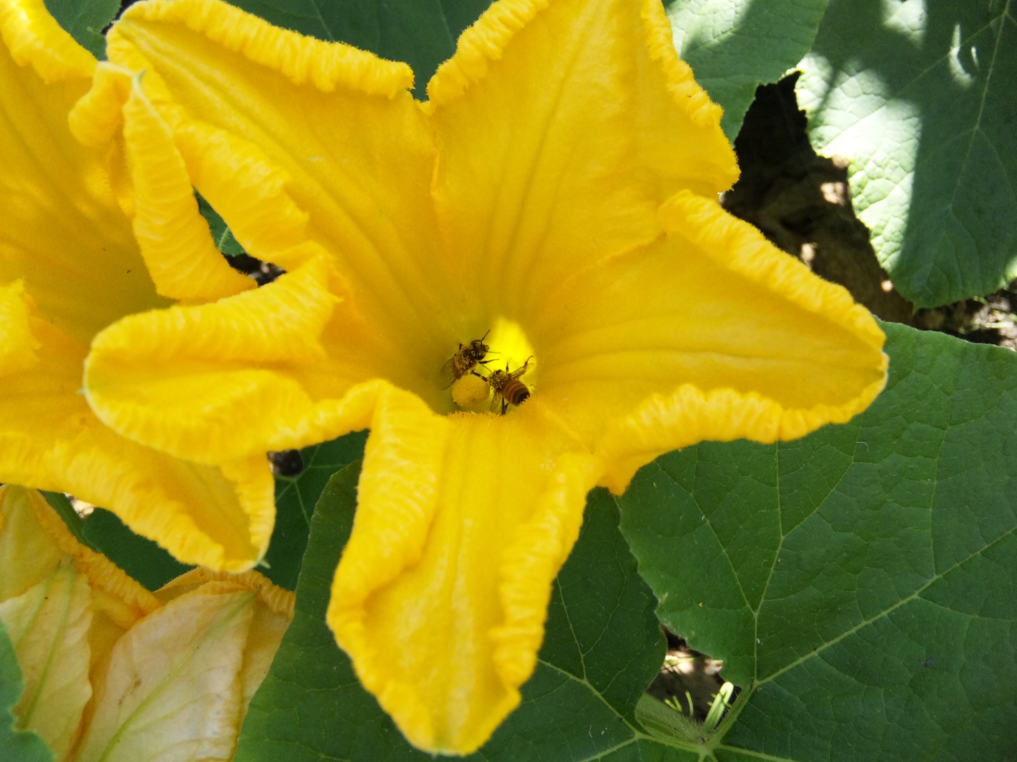 南瓜の受粉の仕方 南瓜の花に蜂がきていました 花 野菜 ハーブ等の日記