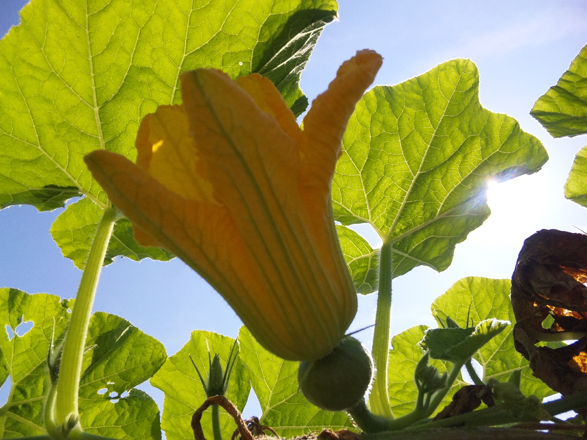 南瓜の受粉の仕方 南瓜の花に蜂がきていました 花 野菜 ハーブ等の日記