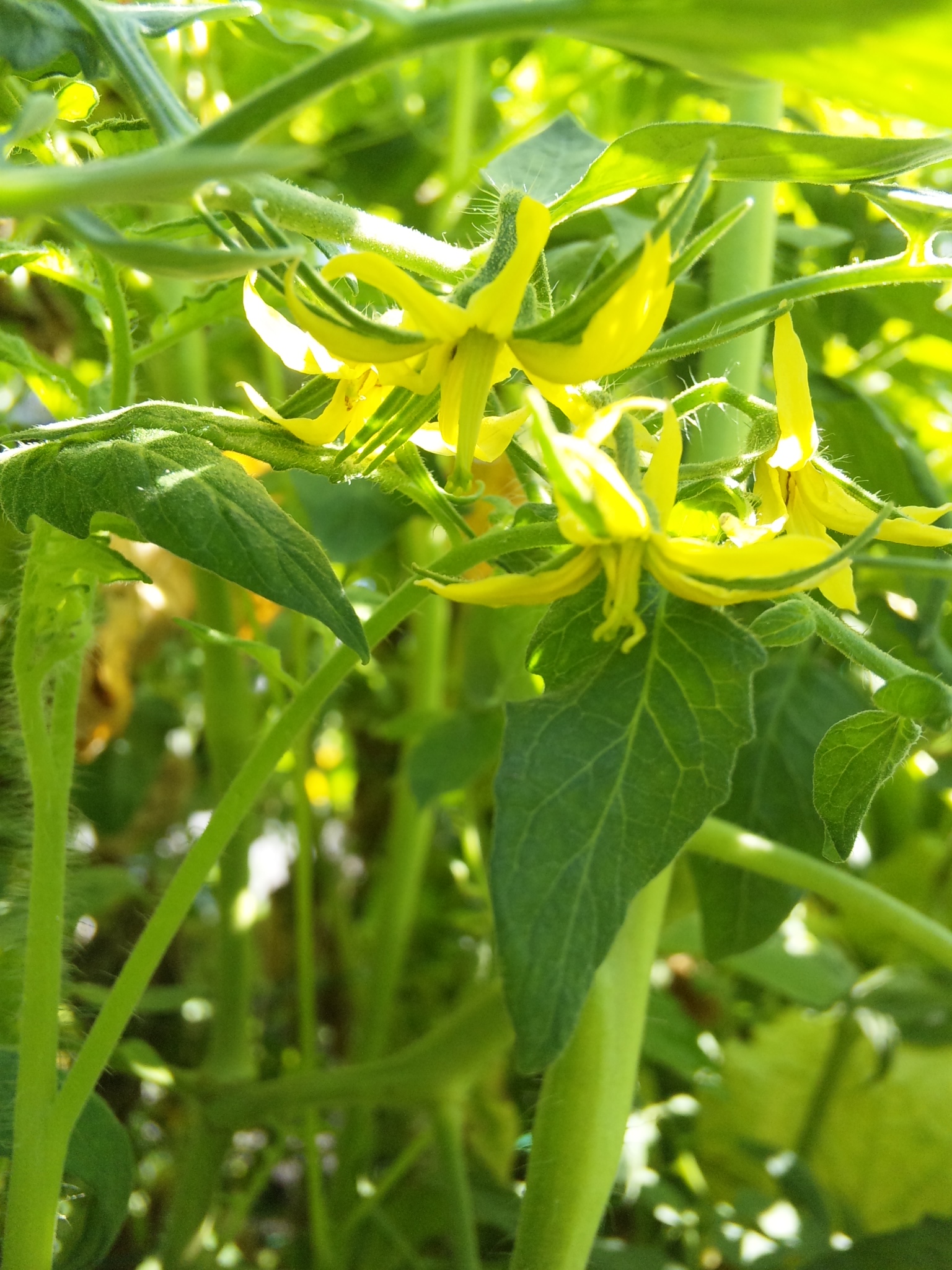 花びらが多すぎで雌花が奇形のような桃太郎トマトの花 花 野菜 ハーブ等の日記