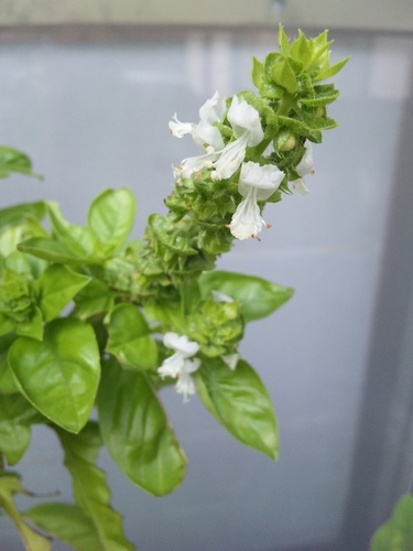 ペパーミントの花と蕾と葉 花 野菜 ハーブ等の日記