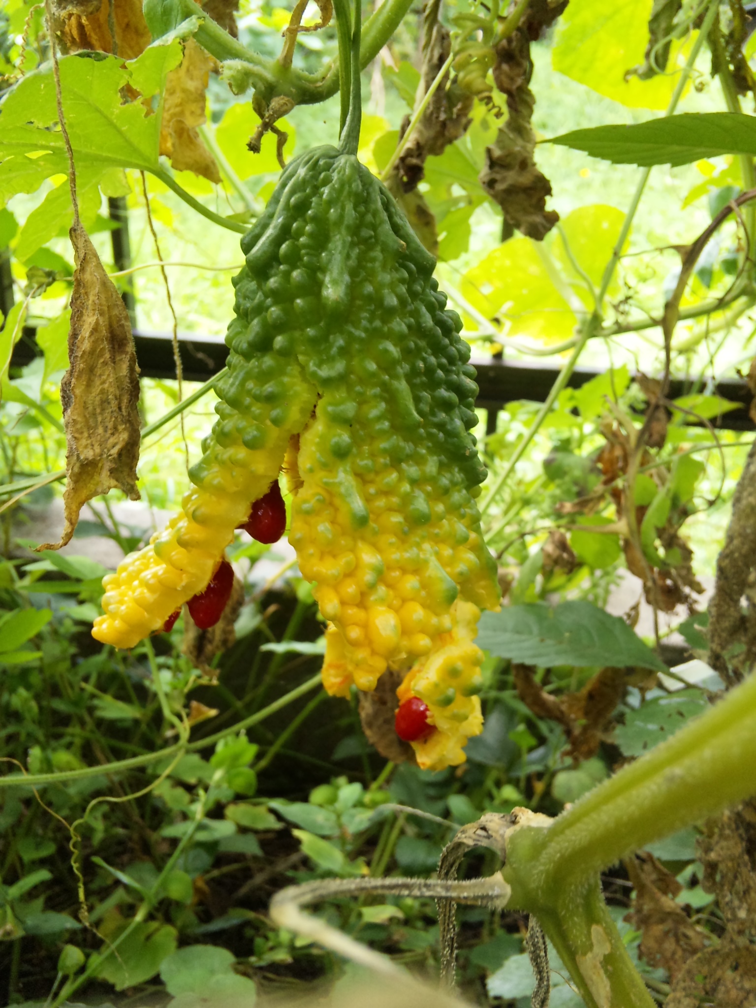 熟れたゴーヤの自然の種まき ゴーヤの実 花 野菜 ハーブ等の日記